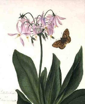 Dodecatheon Meadia and Butterfly (w/c and gouache over pencil on vellum)