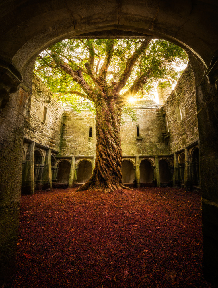 &quot;Muckross Abbey - Tree of Life&quot; from Matt Anderson