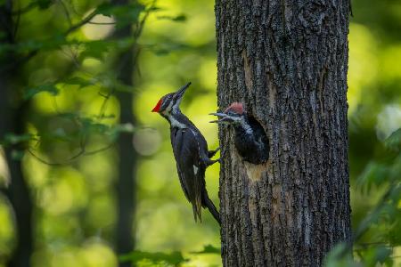 Pileated Woodpecker