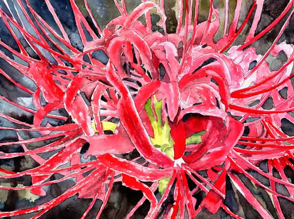 Red spider lily from Derek McCrea