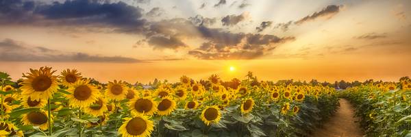 Sunflower field at sunset | Panoramic View from Melanie Viola
