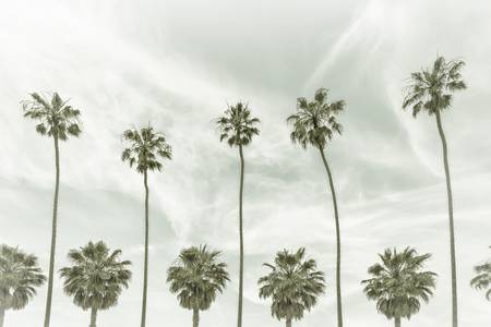 Palm trees in La Jolla, California | Vintage 