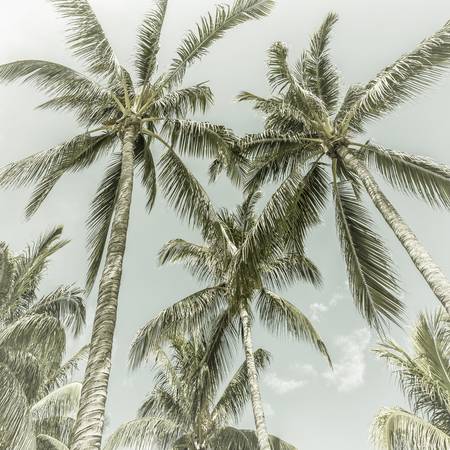 Vintage palm tree idyll