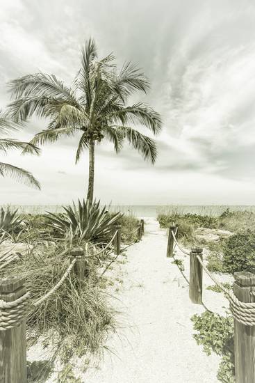 Path to the beach - Palms & Sea | Vintage