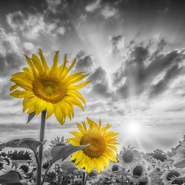 Focus on two sunflowers from Melanie Viola