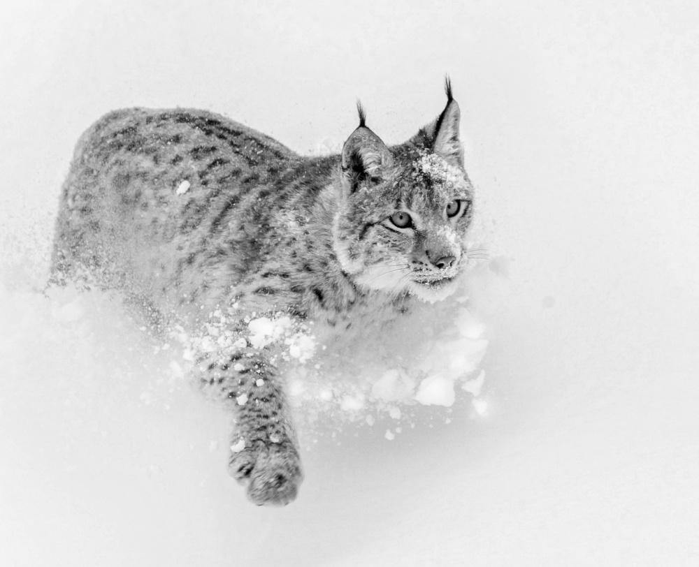 Lynx in his Element from Melissa Theil