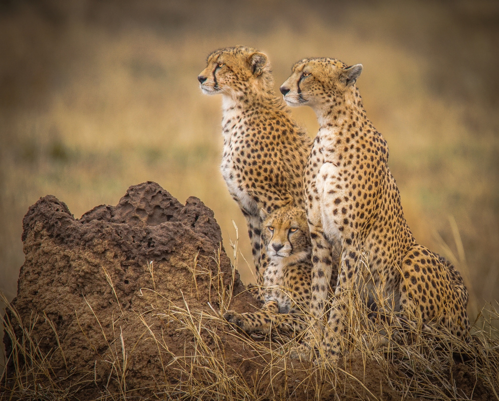 Serengeti Cheetahs from Melissa Theil