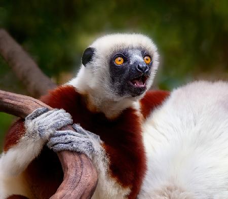 Sifaka: Cry in the Wild