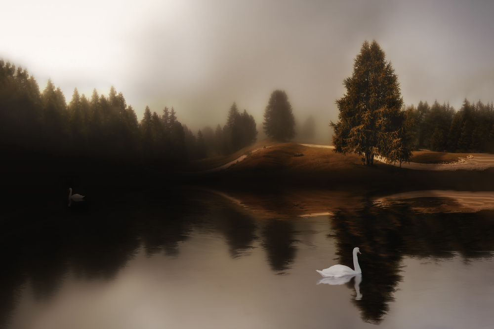 Swan Lake from Michael