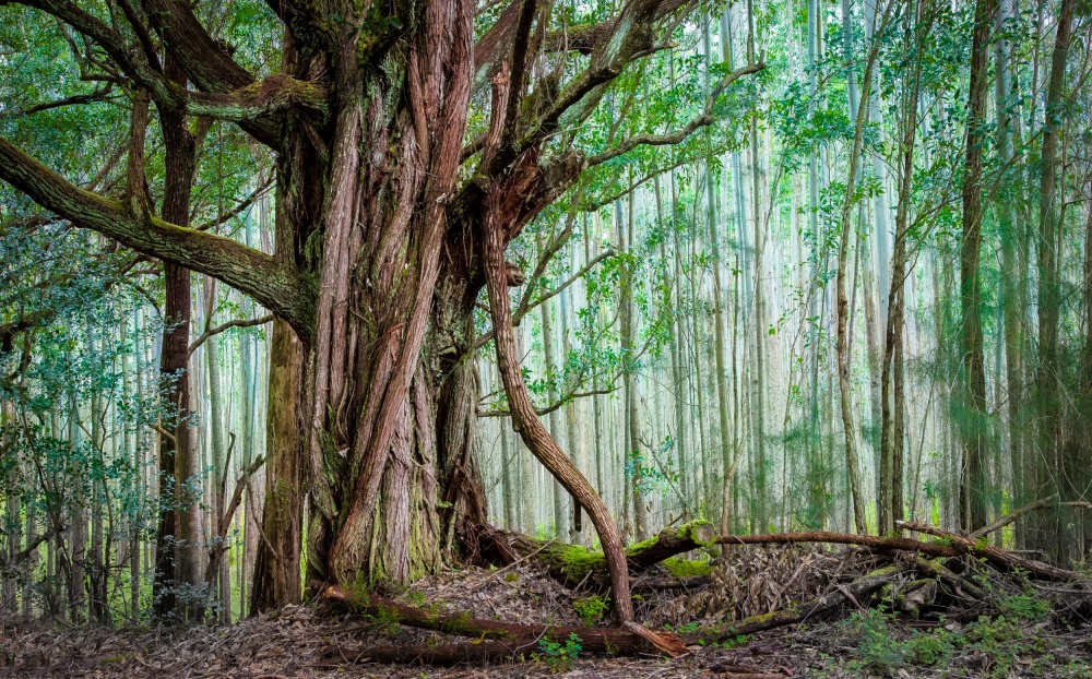 Waipio Valley Rainforest from Michael Delman