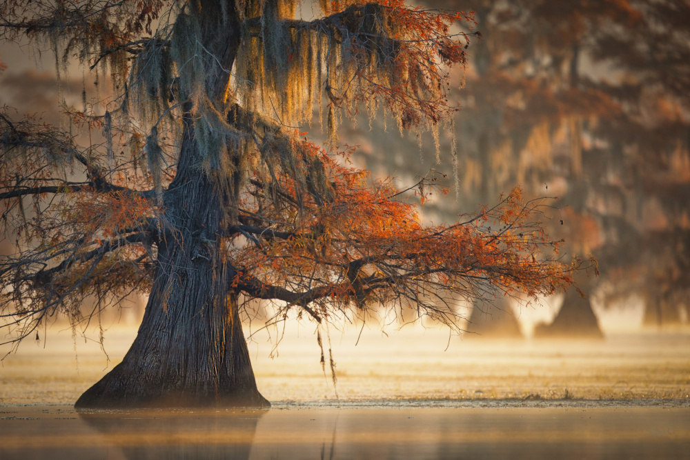 A Cypress In Fall Water from Michael Zheng