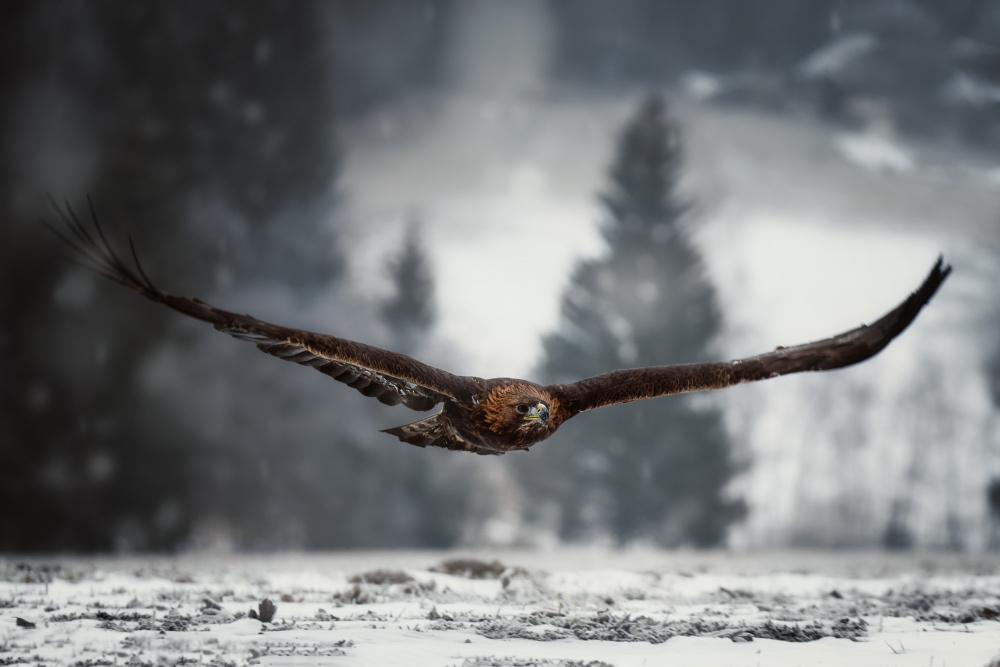 Eagle in winter time from Michaela Firešová