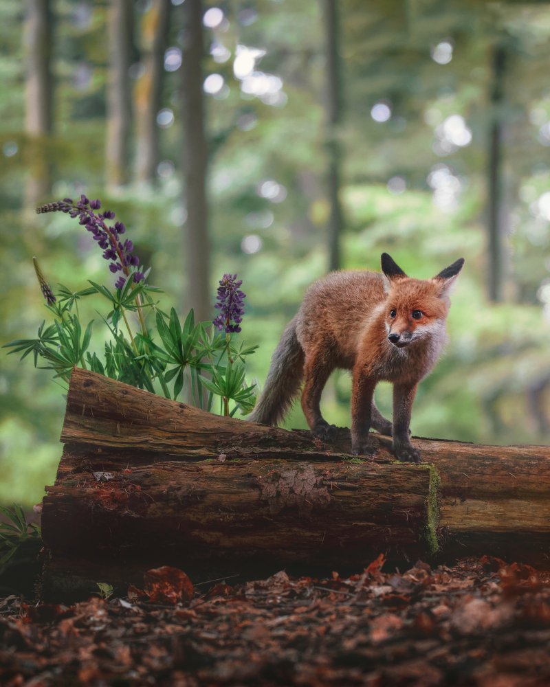 Fox in the forest from Michaela Firešová