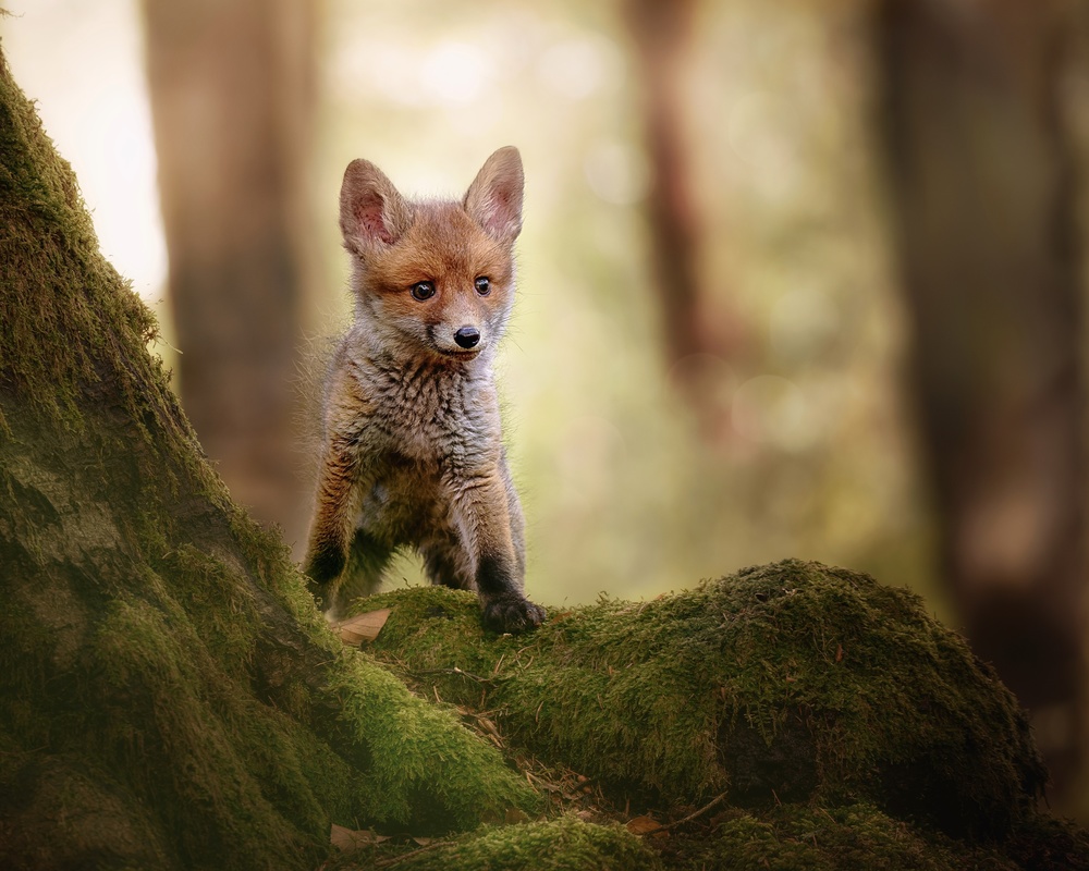 Fox cub from Michaela Firešová