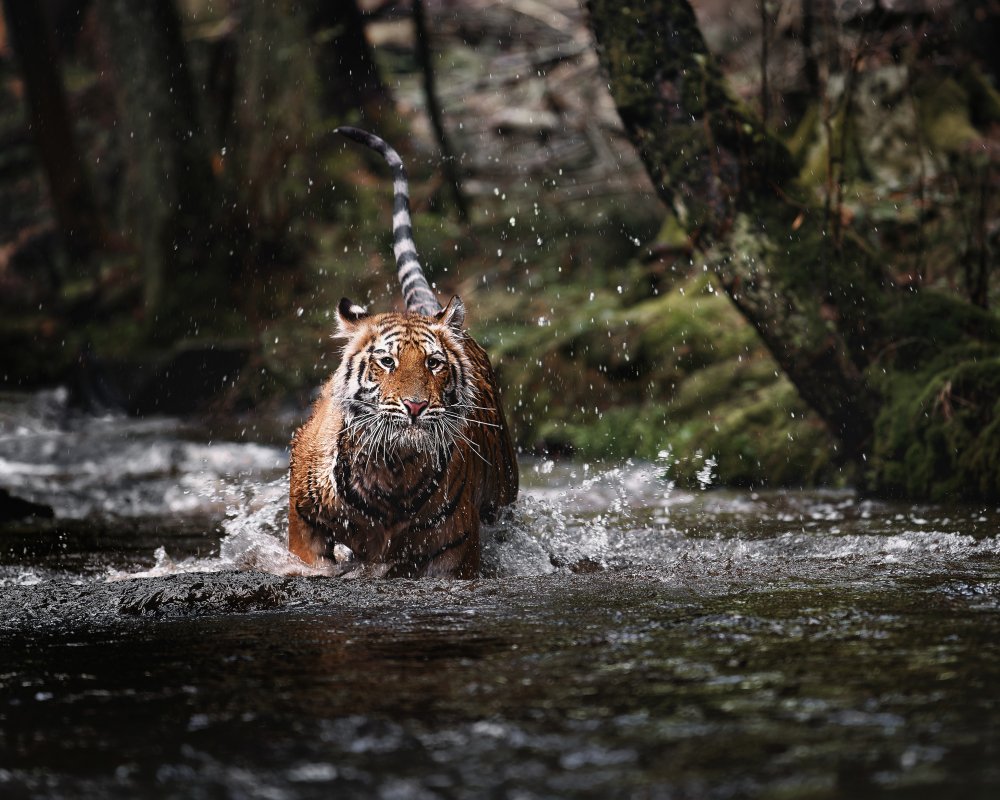 Big cat in creek from Michaela Firešová