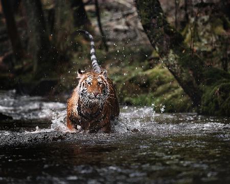 Big cat in creek