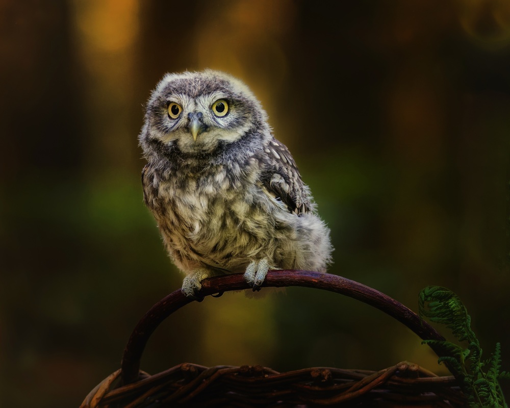 Small screech owl from Michaela Firešová