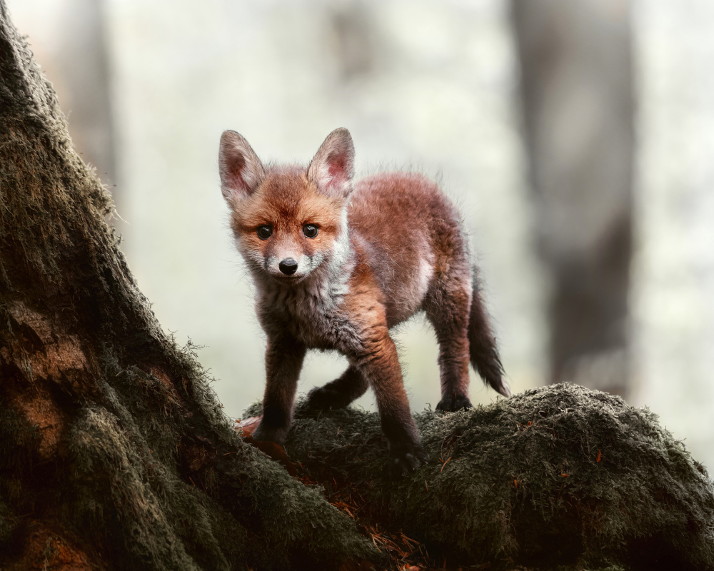 Little red fox from Michaela Firešová