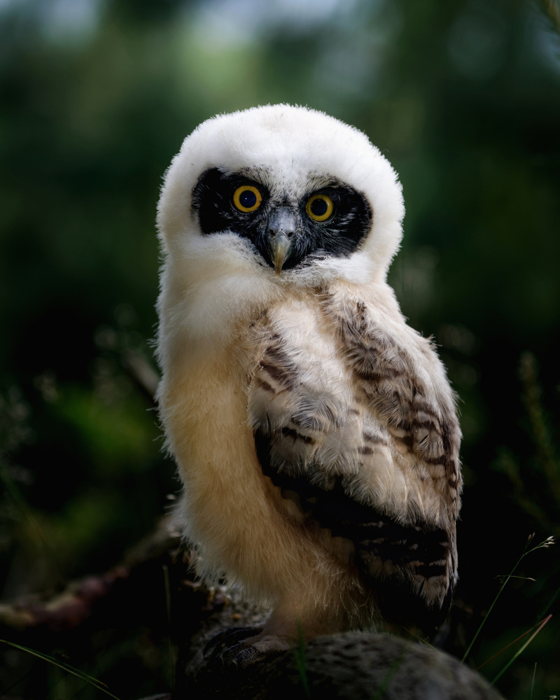 Little tawny owl from Michaela Firešová