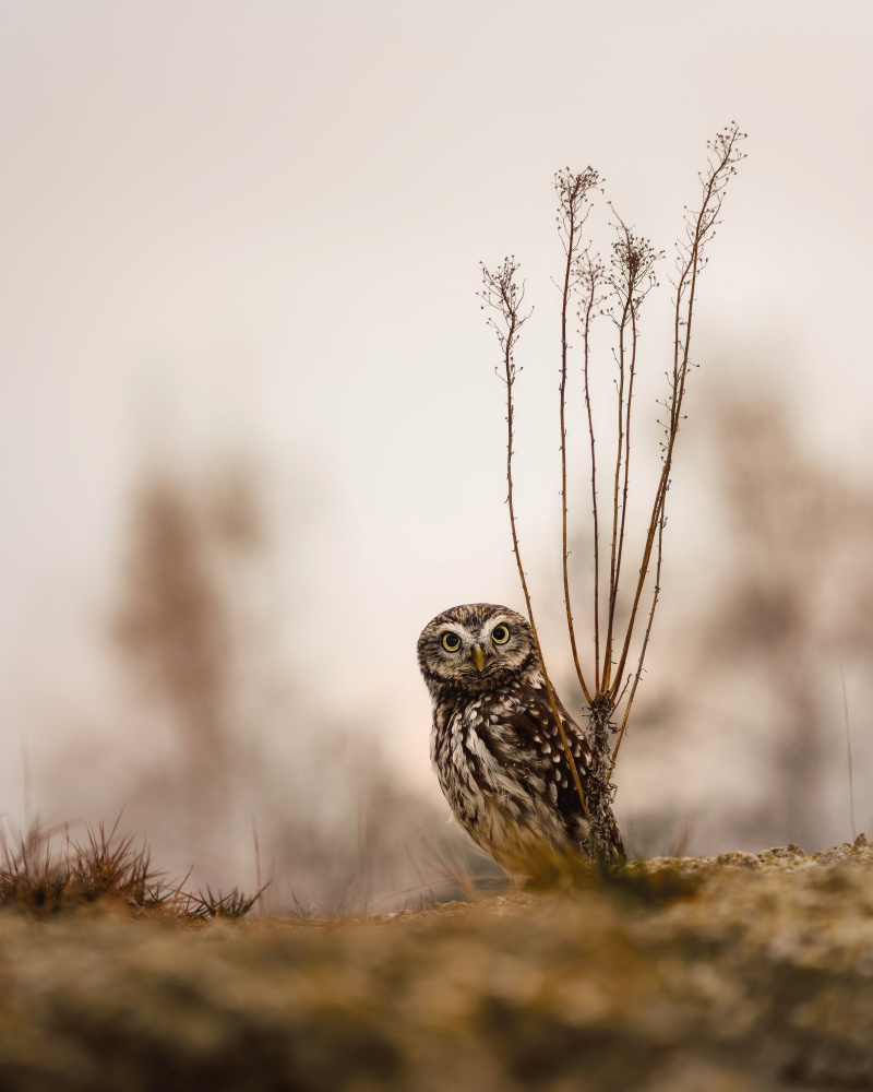 Screech owl in the morning from Michaela Firešová