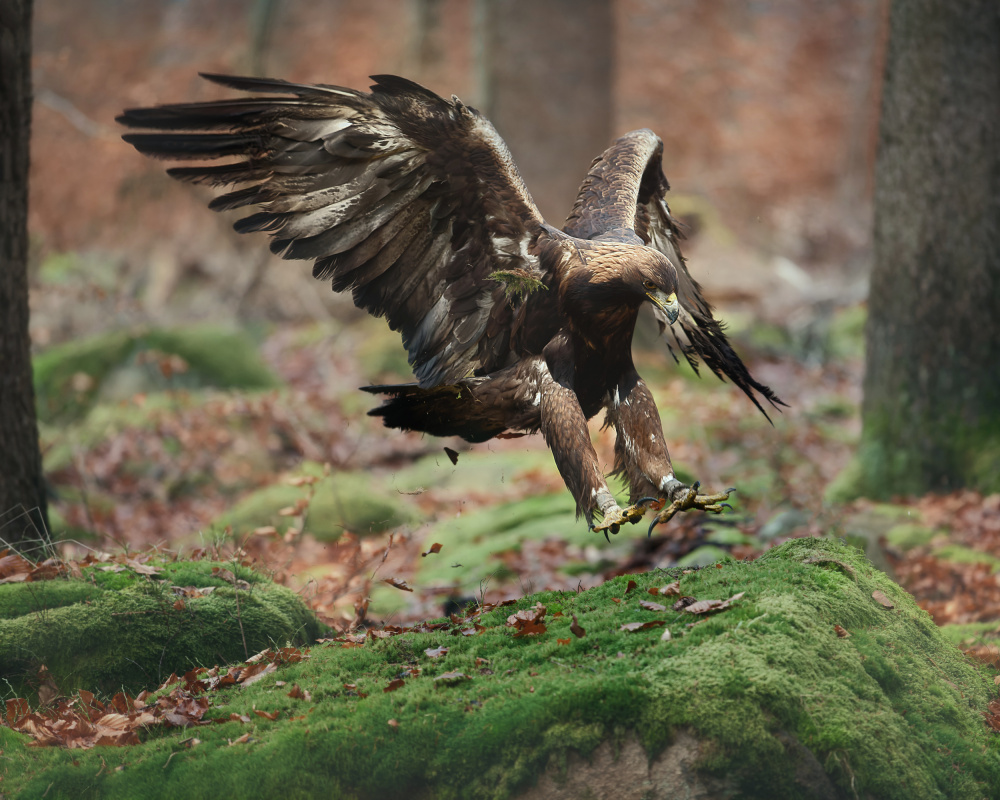 Landing eagle from Michaela Firešová