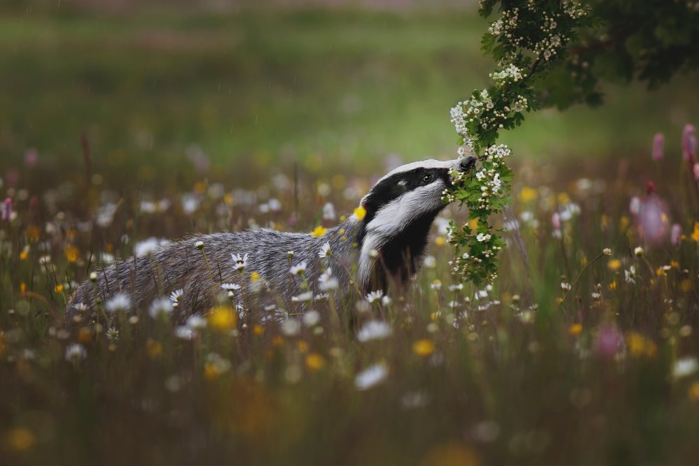 Curious badger from Michaela Firešová
