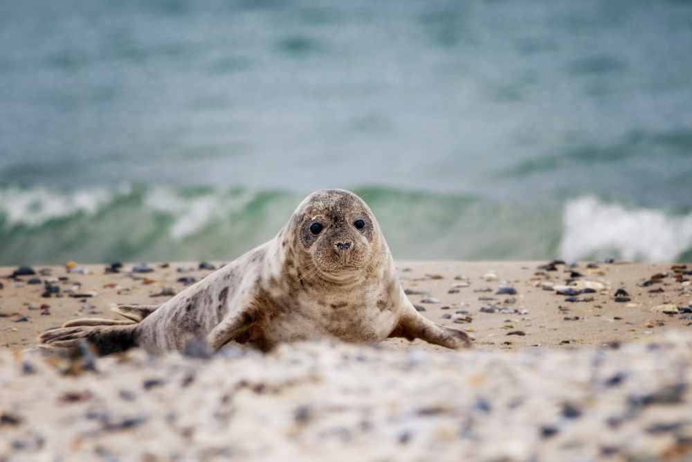 Seal on the beach from Michaela Firešová