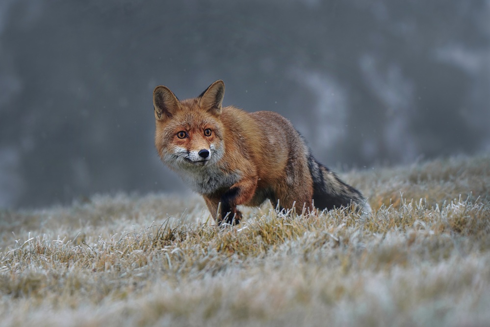 Red fox from Michaela Firešová