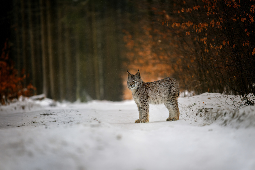Bobcat in winter forest from Michaela Firešová