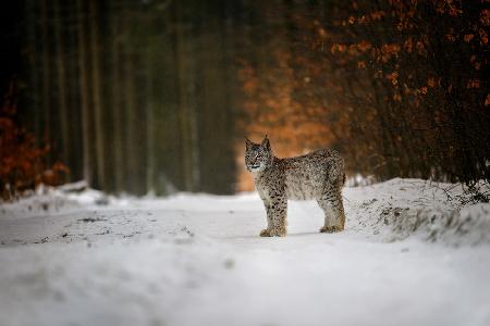Bobcat in winter forest