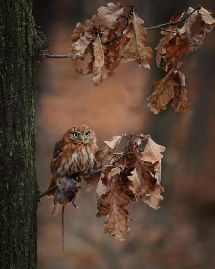 Resting With prey