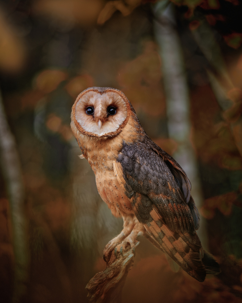 Barn owl in forest from Michaela Firešová