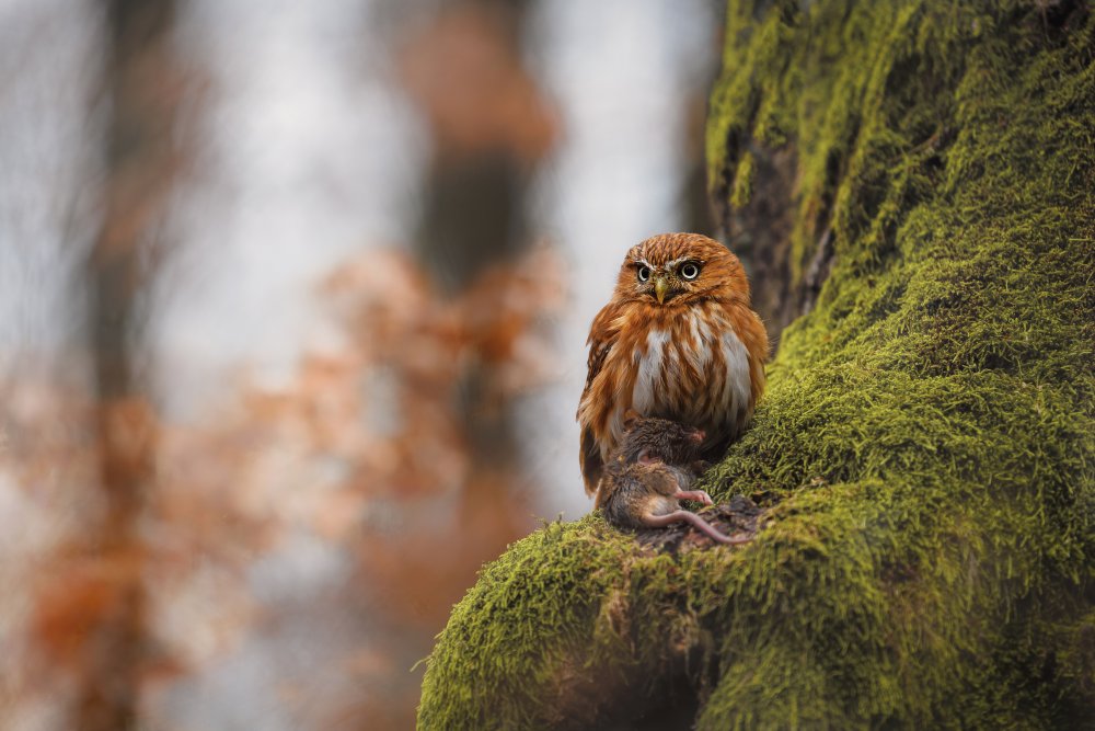Pygmy owl from Michaela Firešová