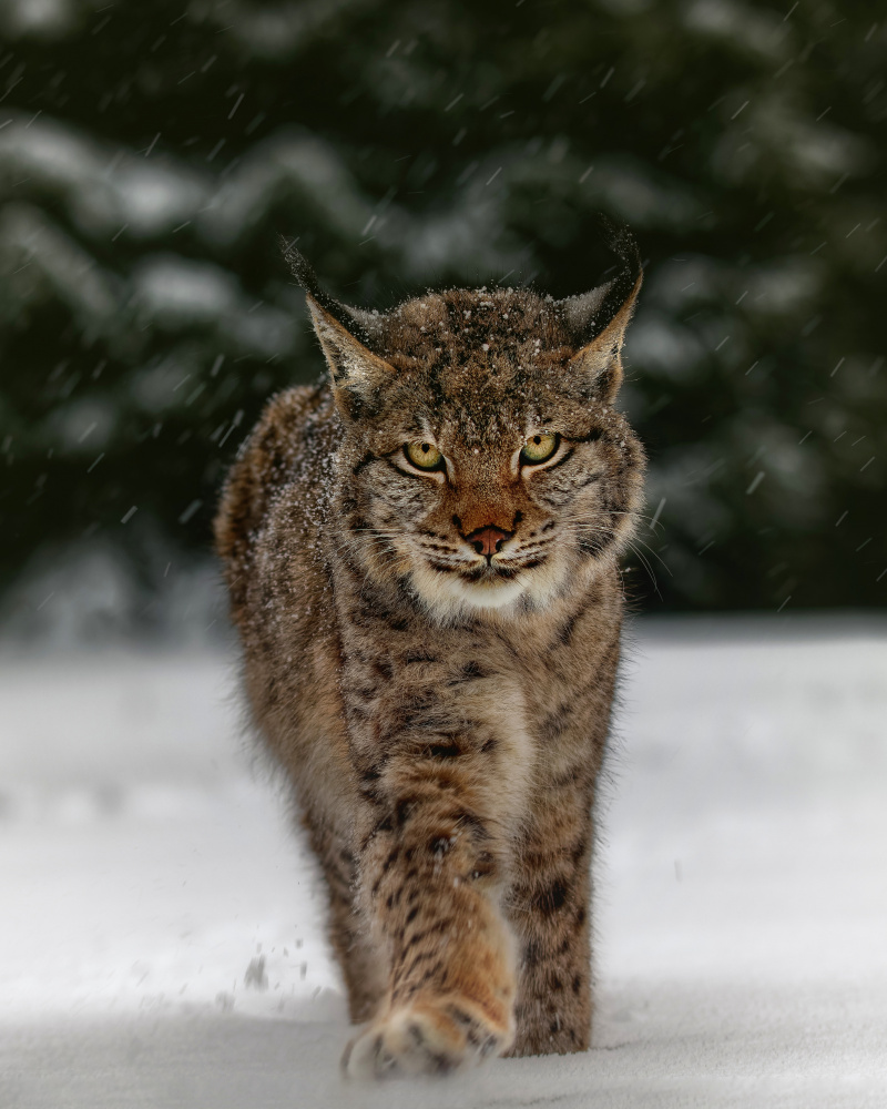 Meet the lynx from Michaela Firešová