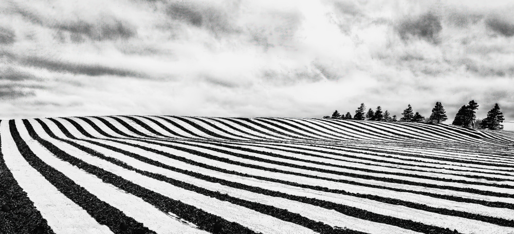 Fields of stripes from Michel Groleau