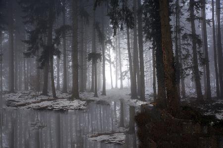 Misty forest (Winter)