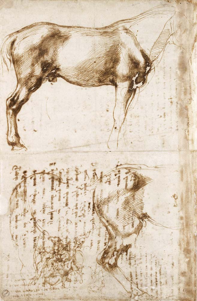 Anatomic Horse study from Michelangelo Buonarroti