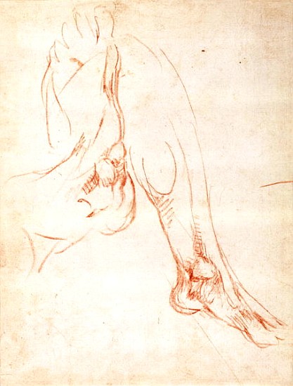 Study of a lower leg and foot from Michelangelo Buonarroti