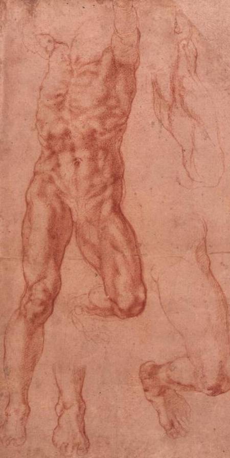W.13r Study of a male nude, stretching upwards from Michelangelo Buonarroti