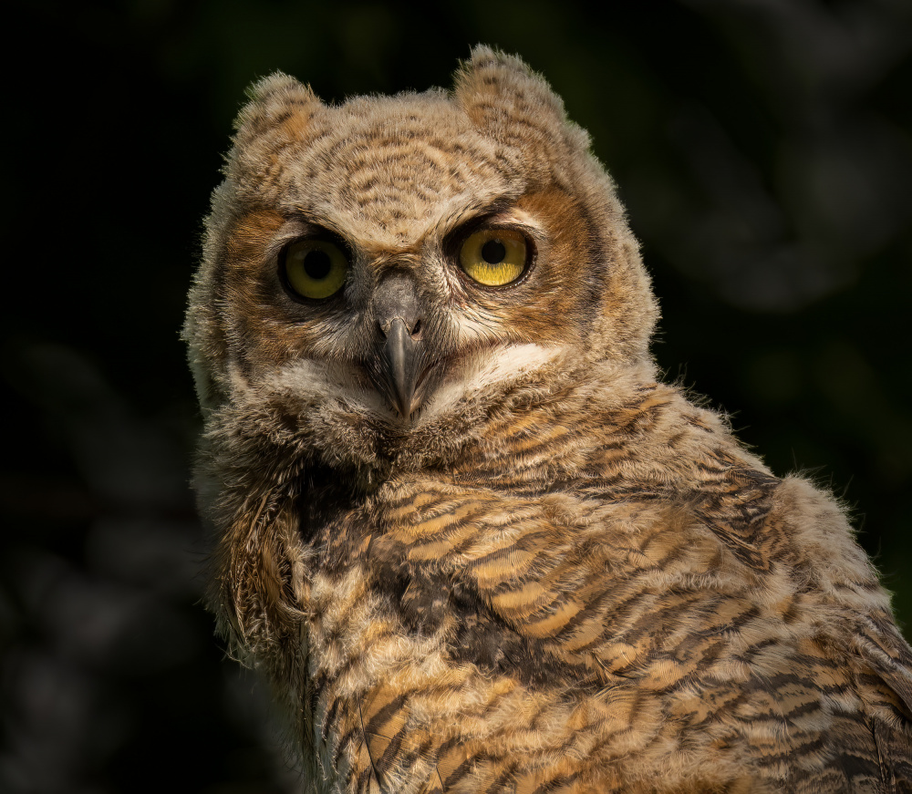 A Portrait of Great Horn Owlet from Mike He