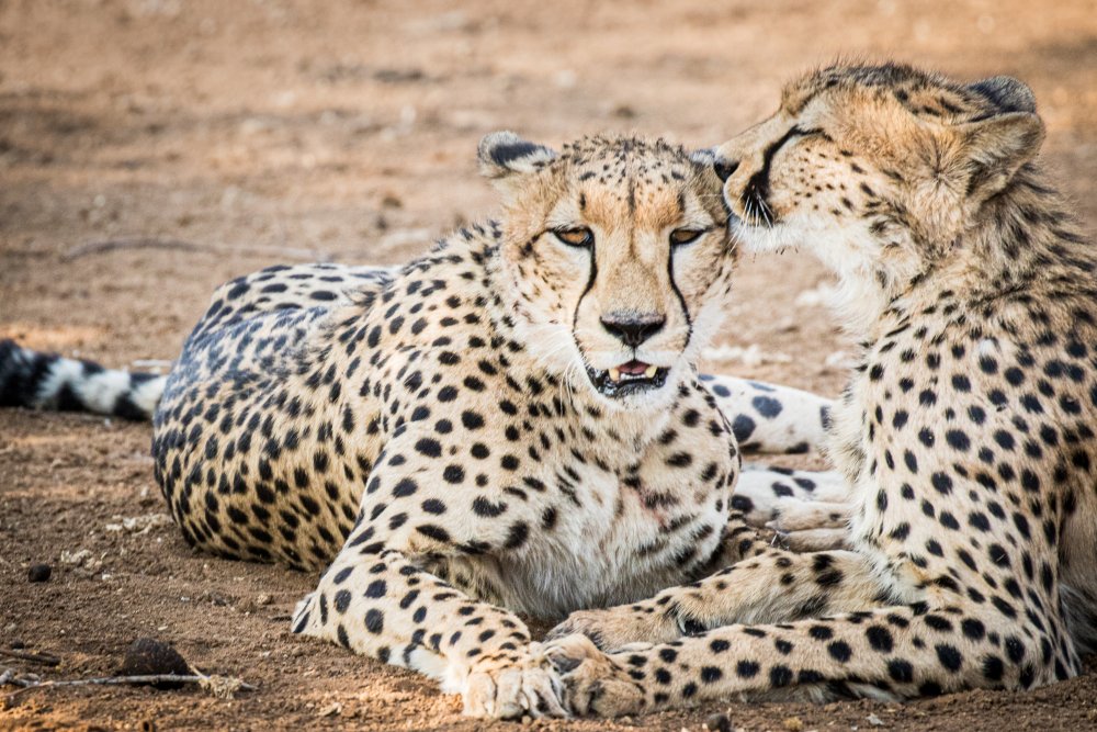 Cheetah love from Mike Taylor
