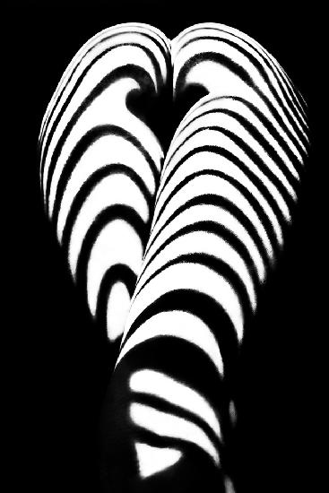 zebra ass 2