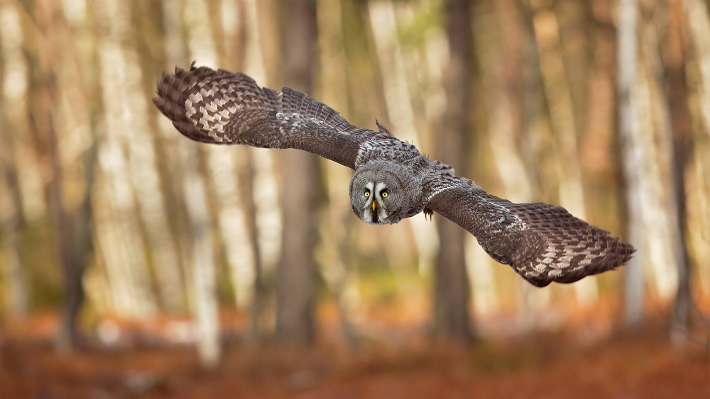 Great Grey Owl from Milan Zygmunt