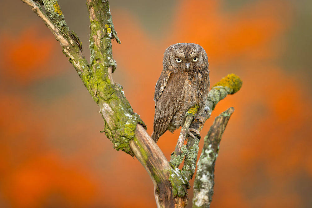 Eurasian scops owl from Milan Zygmunt