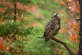 Euroasian Eagle Owl