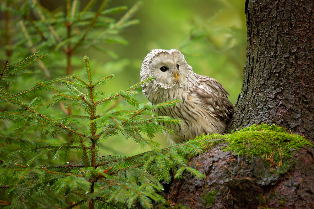 Ural Owl from Milan Zygmunt