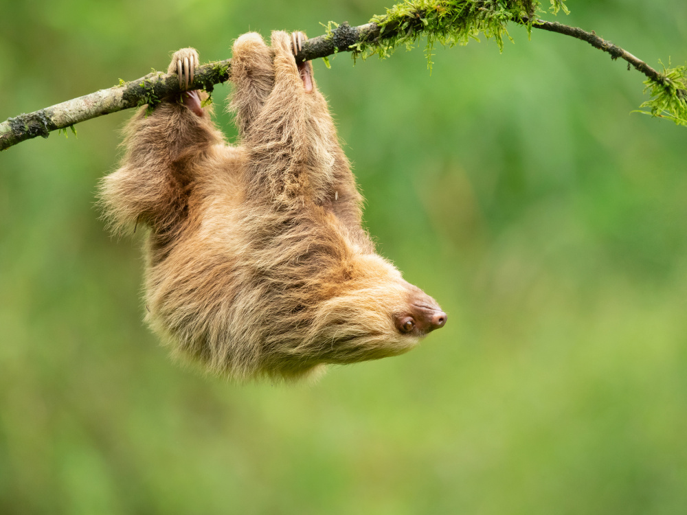 Hoffmanns two-toed sloth from Milan Zygmunt