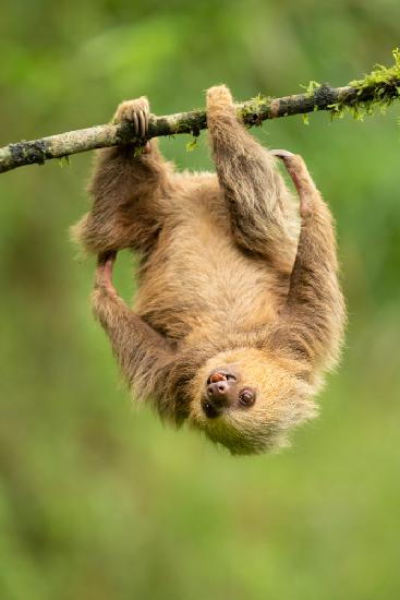 Hoffmanns two-toed sloth