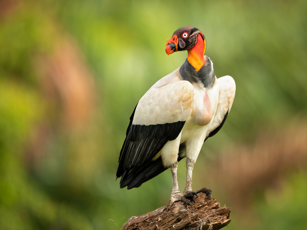 King vulture from Milan Zygmunt