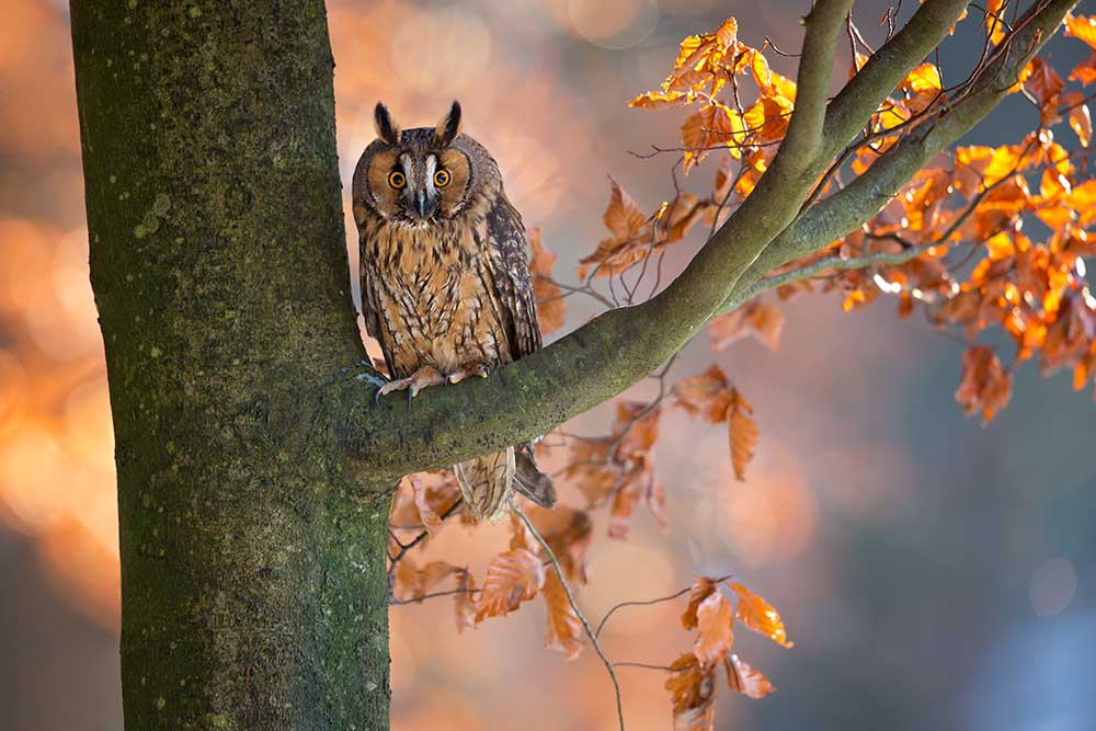 Long-Eared Owl from Milan Zygmunt